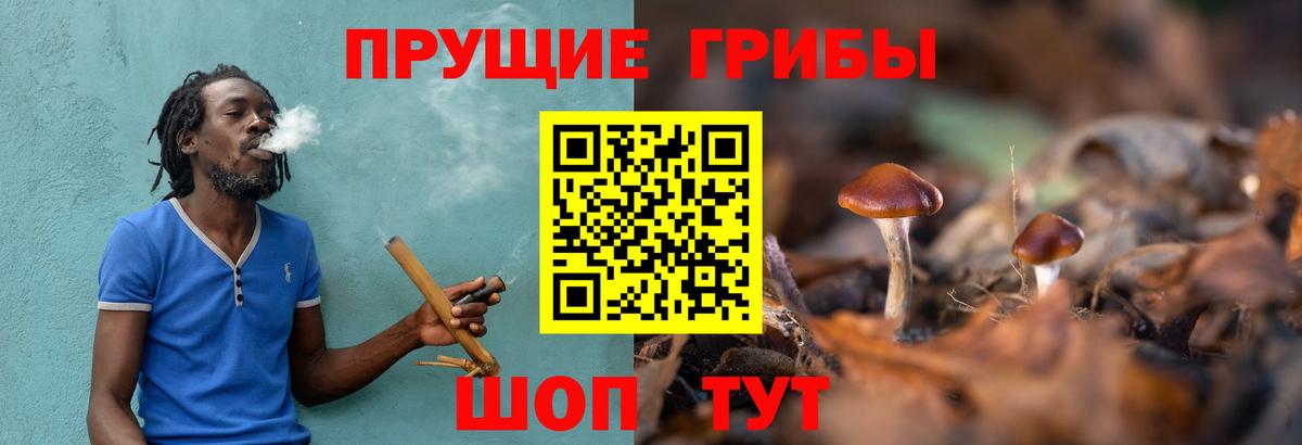 Псилоцибиновые грибы Psilocybe Севастополь